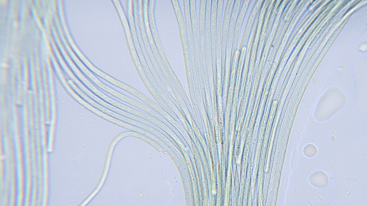 현미경으로 시아노박테리아와 녹조류의 움직임