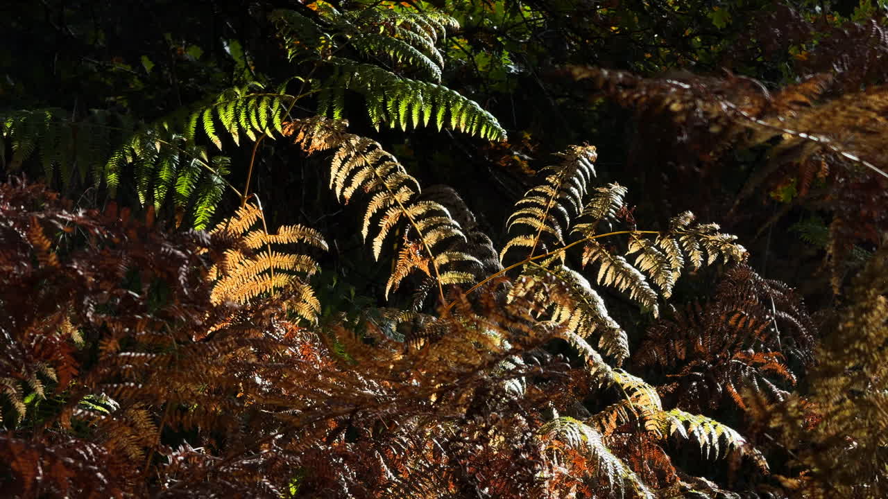 Orange, yellow, gold and green autumn colours of Common Fern plants sway in the wind in woodland, Warwickshire, England