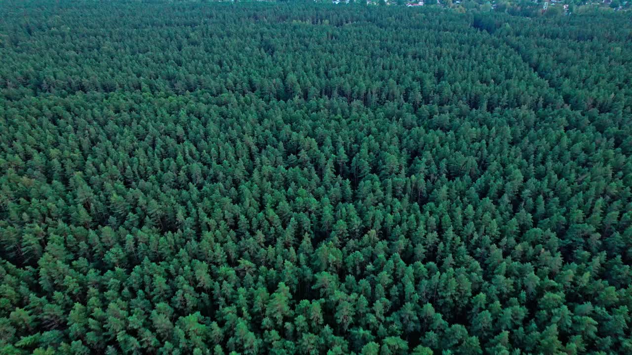 Lush green forest landscape captured from above in Latvia