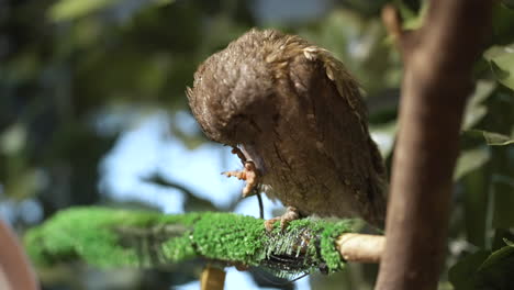 Captive-common--scratching-face-with-talon