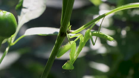 Mantis-Religiosa-Colgando-De-Una-Planta-Mirando-A-La-Cámara-Y-Girando-La-Cabeza