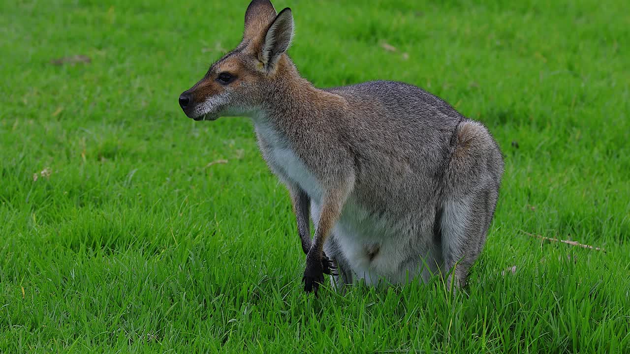 호주 1의 들판에 앉아 있는 왈라비 캥거루