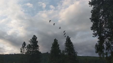 Una-Bandada-De-Gansos-Canadienses-Volando-Sobre-Un-Campo-De-Hierba-Con-Pinos-Durante-Un-Amanecer-Matutino