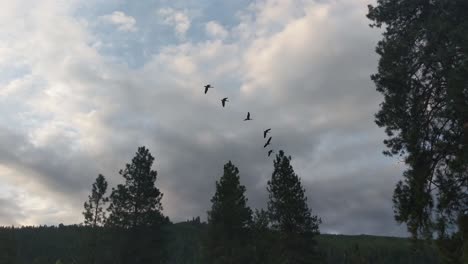 una bandada de gansos canadienses volando sobre un campo de hierba con pinos durante un amanecer matutino