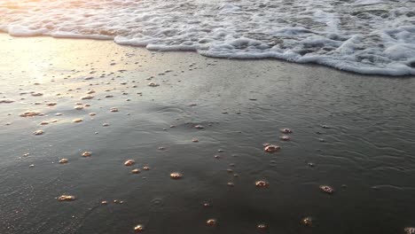 sea water swallows footprints. sunset colors