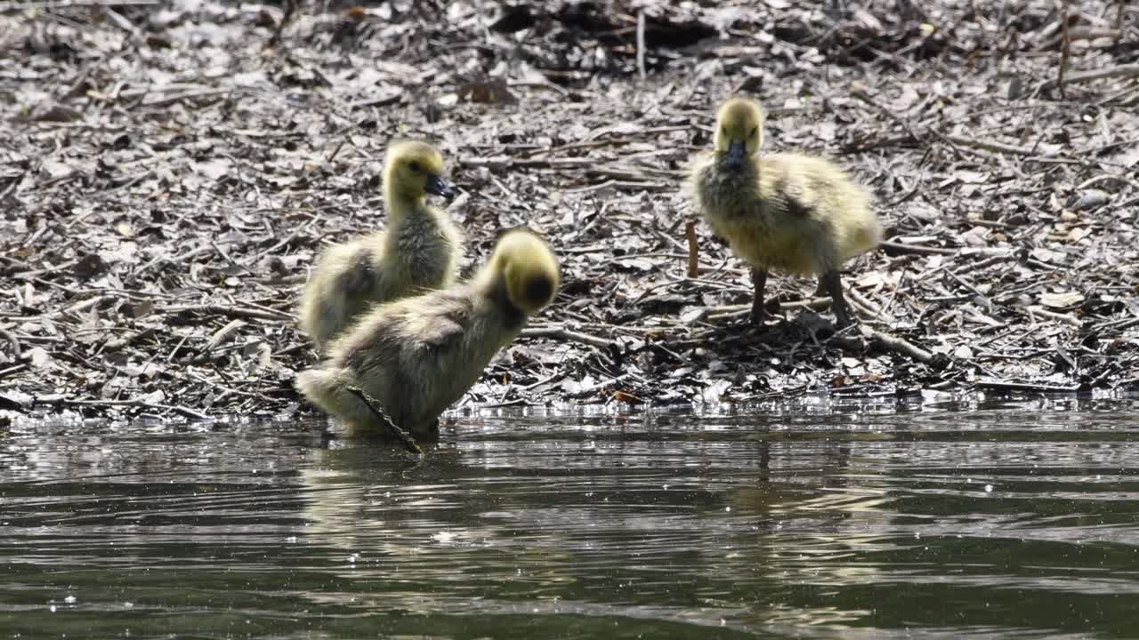 세 마리의 새끼 거위 가 하천  ⁇  에 수영 한 후 청소 하고 건조 하고 있다