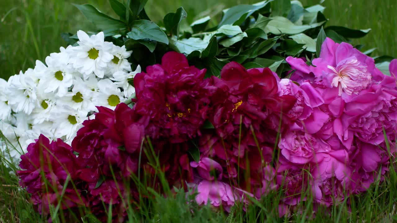 Fleurs de pivoine arbustive magenta (Paeonia suffruticosa) avec une pelouse verdoyante en arrière-plan.