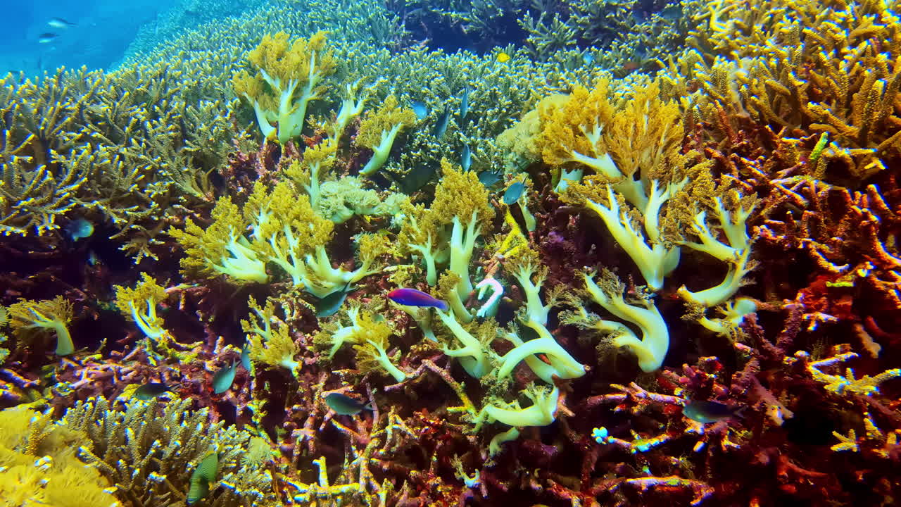 Primo piano macro di corallo molle Dendronephthya, anche conosciuto come corallo garofano o corallo molle ad albero, che cresce su una barriera corallina tropicale a Bali. Dettagliata struttura di invertebrato marino nelle acque dell'Indo-Pacifico.