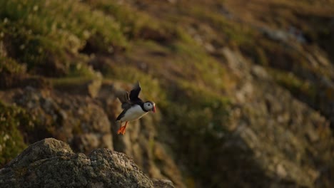 slow motion puffin flying and taking off from cliffs on skomer island, atlantic puffins in flight with rocks and coastal scenery on the coast of skomer island, uk birds and wildlife