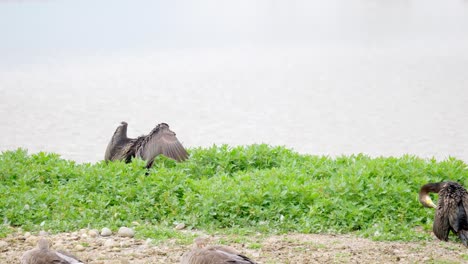 Large-Cormorant-sitting-on-her-nest-and-flexing-her-wings,-with-a-white-face-and-yellow-and-grey-bill