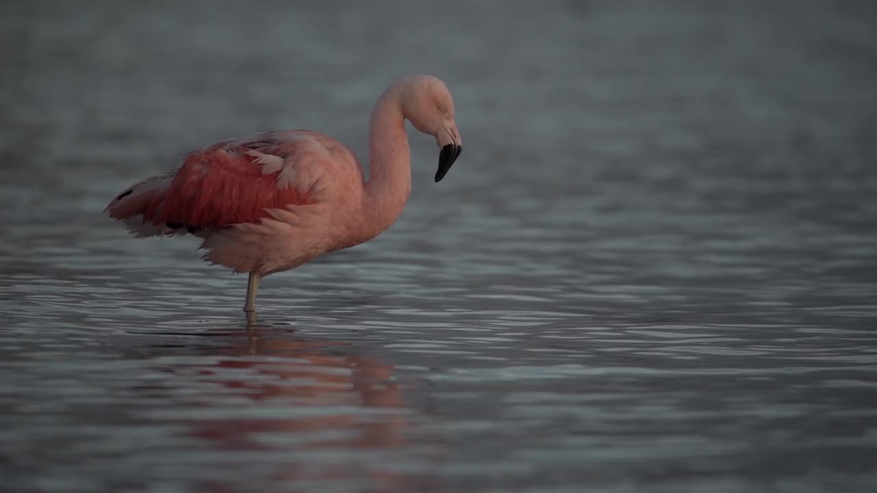 Close up on beautiful pink flamingo inside the lake