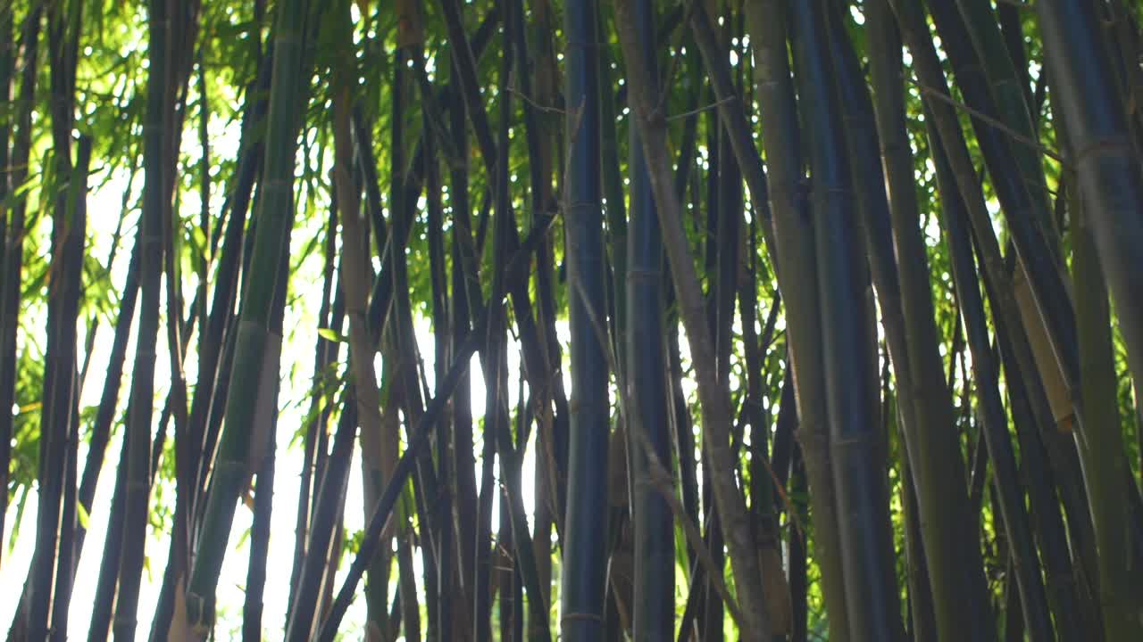 대나무 식물을 통해 추적