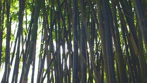 tracking through bamboo plants