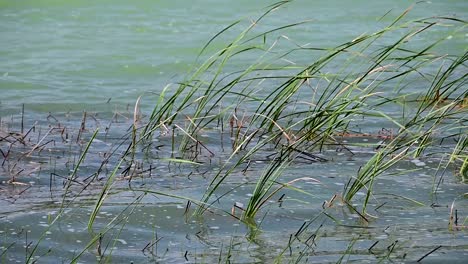 grass near the shore of a lake-1