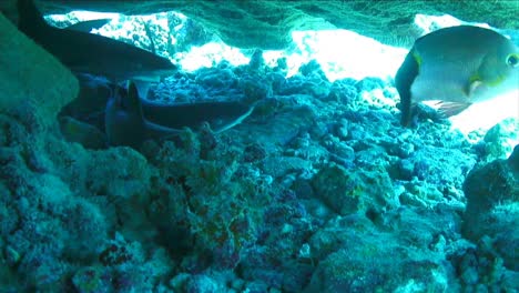 a shark underwater