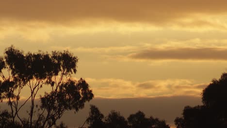 Australischer-Sonnenuntergang,-Goldene-Stunde,-Große-Eukalyptusbäume-Und-Wolken-Am-Himmel,-Australien,-Maffra,-Gippsland,-Victoria