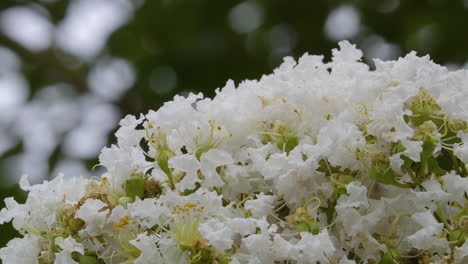 Crepe-Myrtle-tree-blooming-with-white-flowers-in-Spring