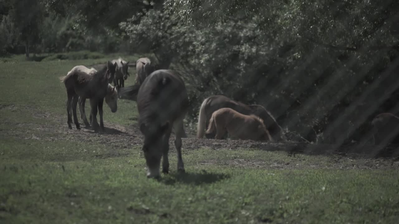 caballos y burros pastando en un prado