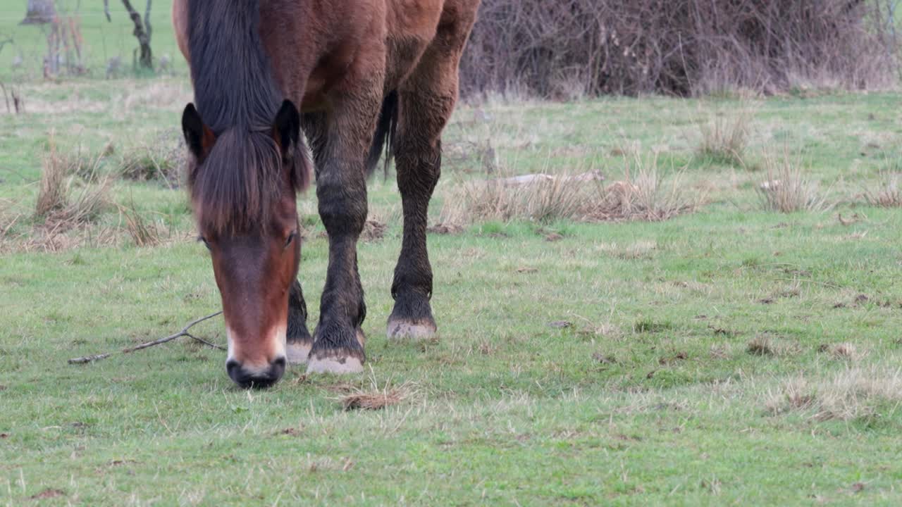 caballo marrón oscuro con pelo de caballo negro pastando en la naturaleza