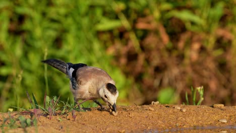 eurasian jay(garrulus glandarius) picks up food from the forest floor and eats it