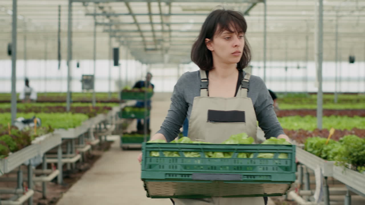 Harvesting Lettuce in a Greenhouse