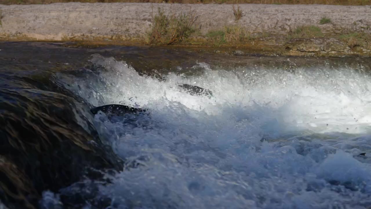 Catturato al rallentatore, un salmone si spinge contro l'acqua impetuosa del fiume. La scena mostra in dettaglio la schiuma che schizza e la forza naturale del ciclo di migrazione per la riproduzione.