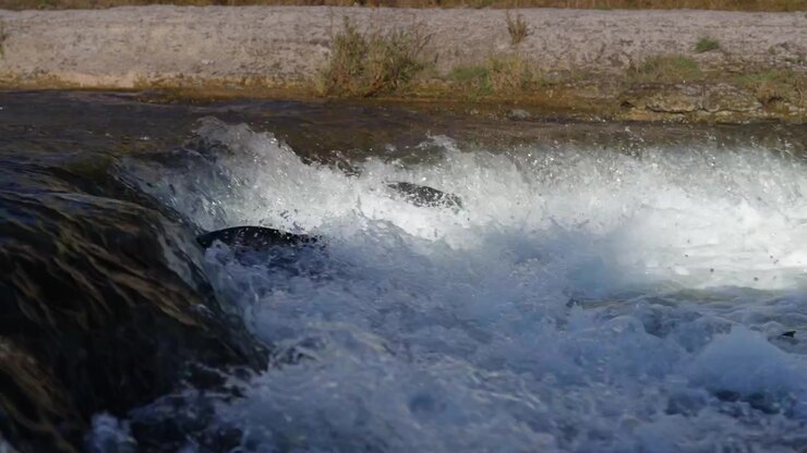 Catturato al rallentatore, un salmone si spinge contro l'acqua impetuosa del fiume. La scena mostra in dettaglio la schiuma che schizza e la forza naturale del ciclo di migrazione per la riproduzione.