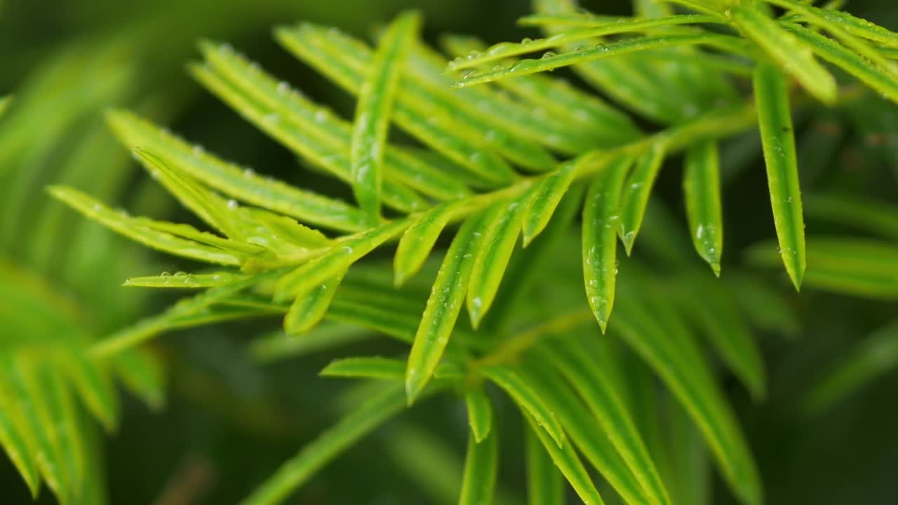 agujas frescas de abeto, primer plano extremo, tiro panorámico