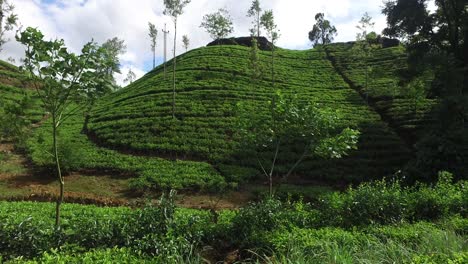 tea plantation field on sri lanka