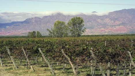 un magnífico viñedo a gran altitud en salta, argentina