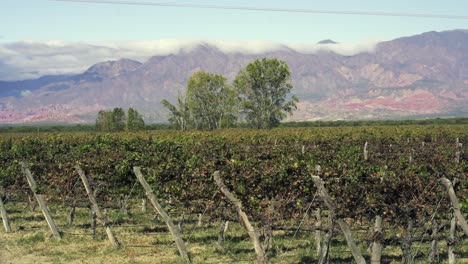 a magnificent high-altitude vineyard in salta, argentina