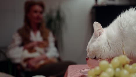 Cat-is-drinking-out-of-a-cup,-person-is-holding-and-petting-another-cat-while-blurred-in-background