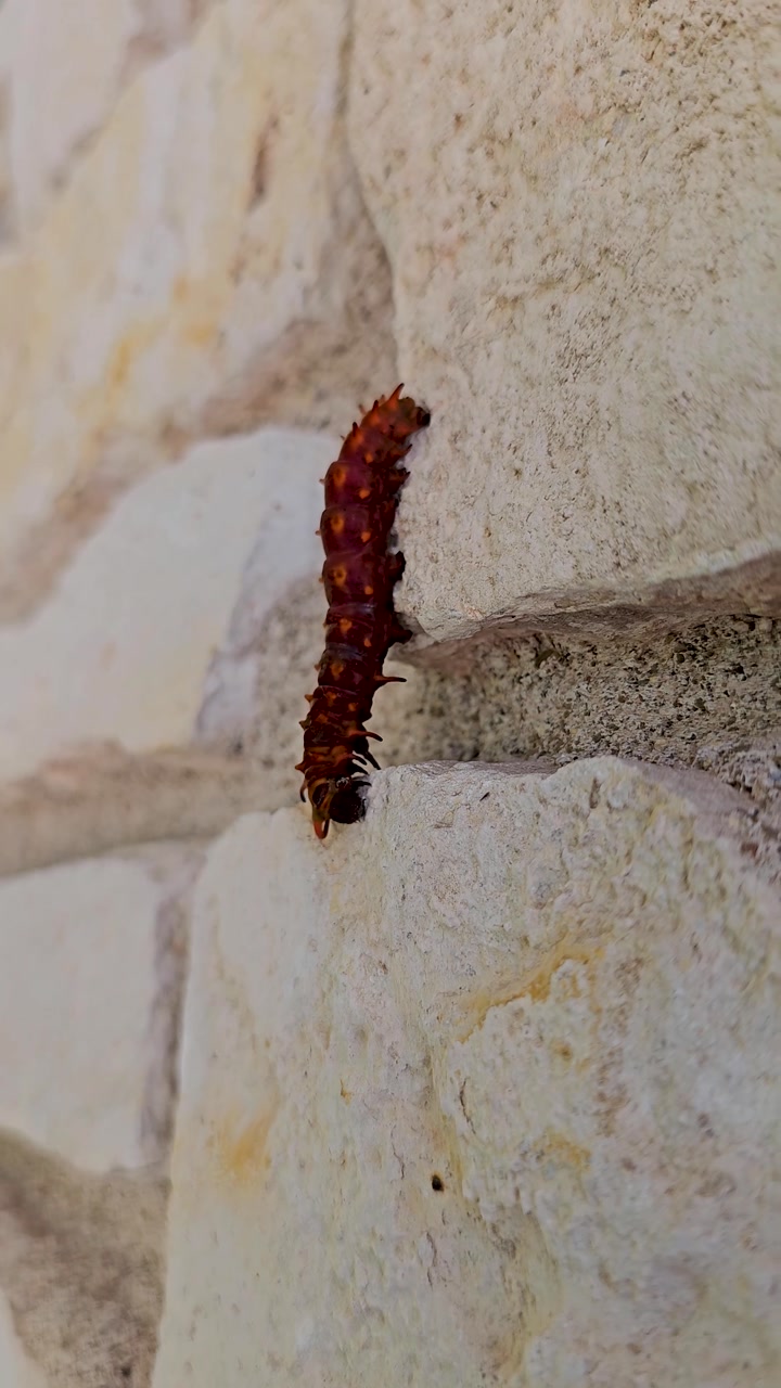 Vertical handheld video of a Pipevine Swallowtail Caterpillar (Battus philenor) crawling on stone