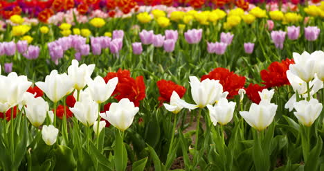 Tulipanes-En-El-Campo-Agruiculture-Holanda-47