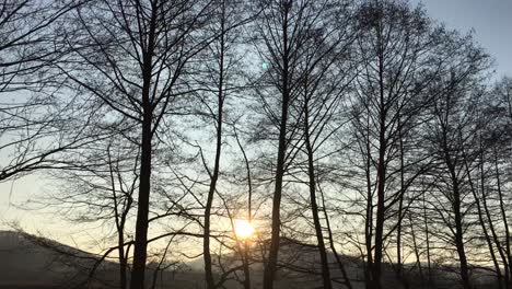 walking on a forest road, early spring season, with beautiful light coming from sunset