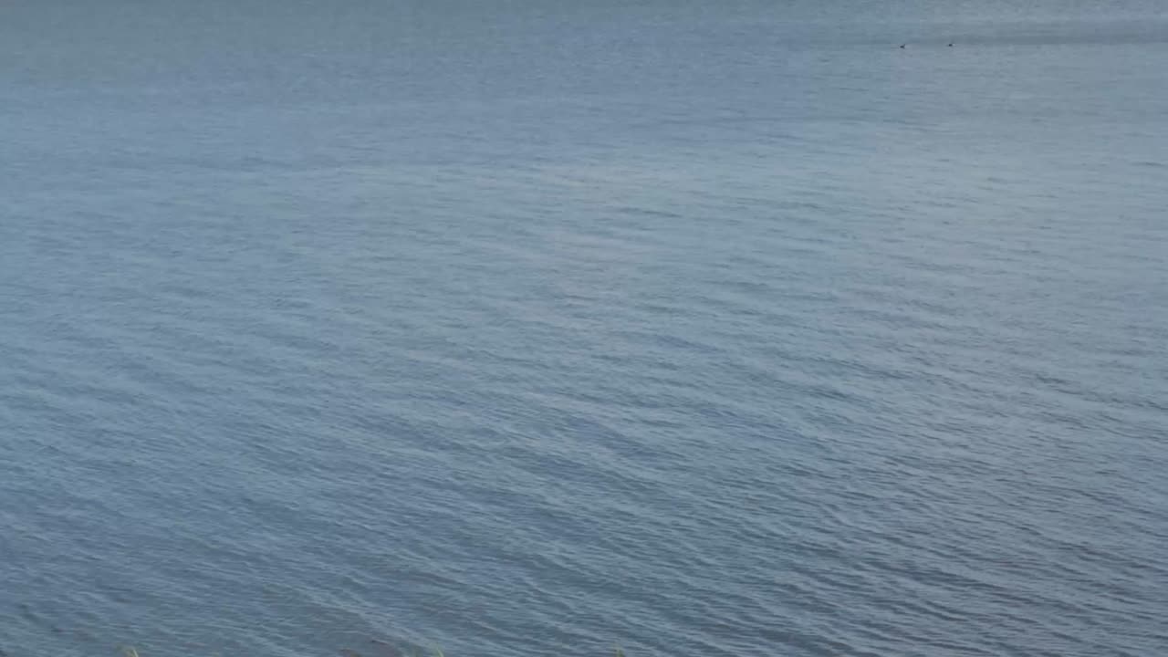 밝은 날의 푸른 물결과 아름다운 하얀 백조가 프레임 속으로 헤엄친다