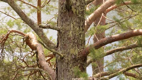 Pine bark in green moss close-up.