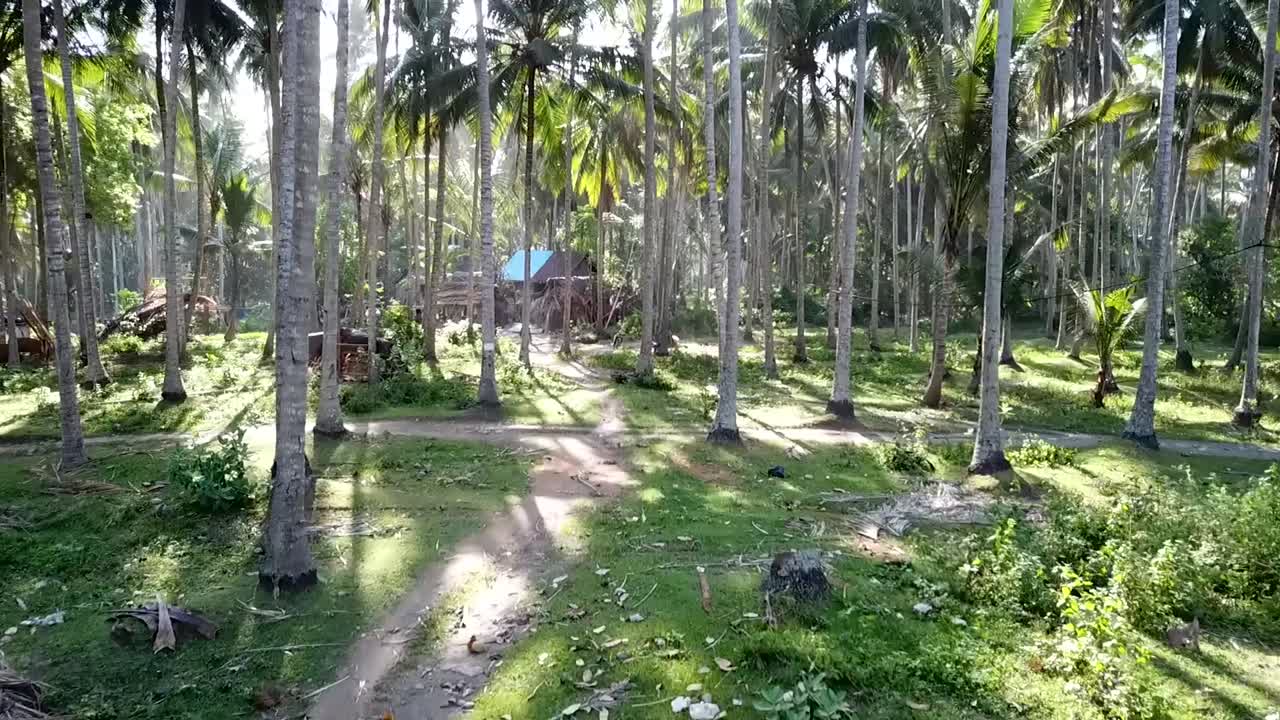 кадры, снятые с дрона, где я на мотобайке еду вокруг пальм на бали, индонезия