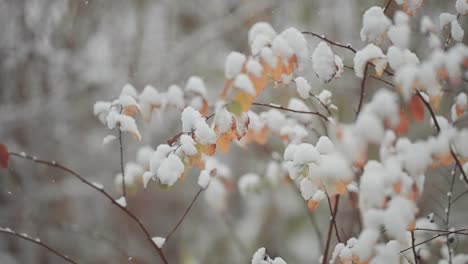 slender birch tree branches with dry withered leaves are covered by the first snow