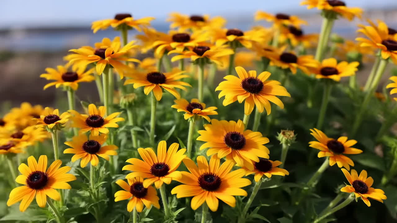 Levende gule Rudbeckia-blomster som svaier forsiktig i en sommerhage