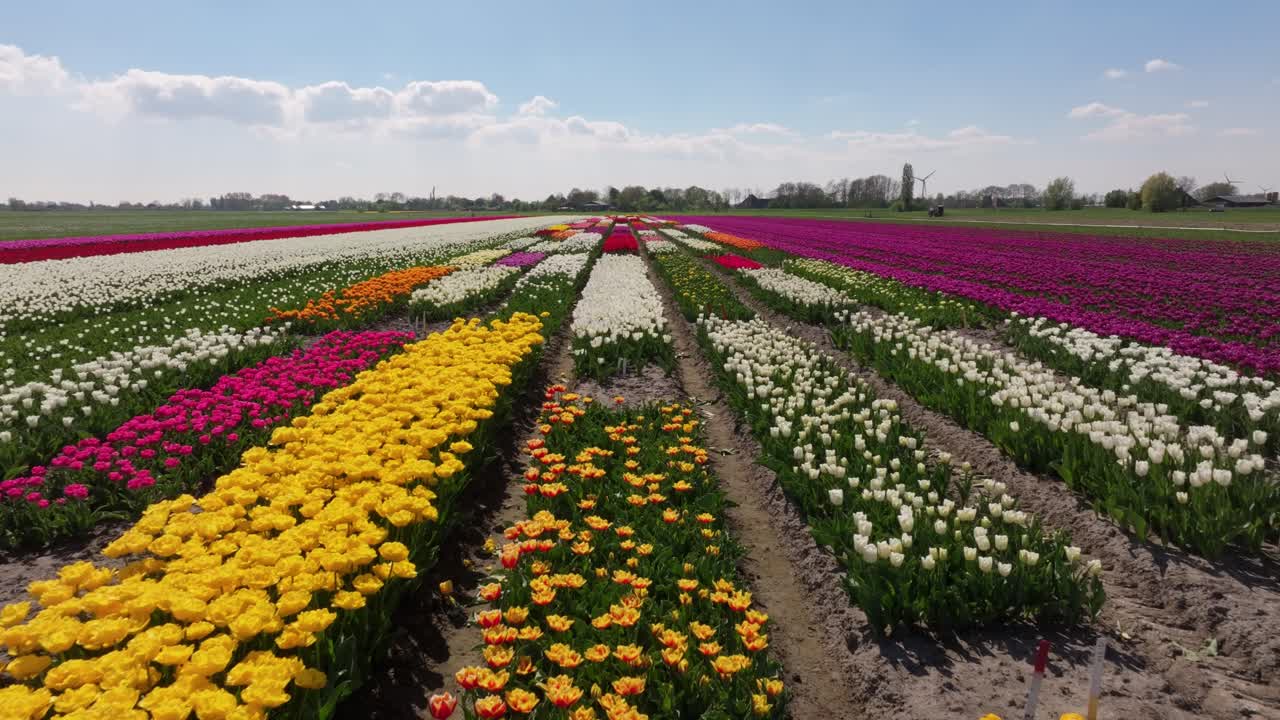 Vista aerea di un colorato giardino espositivo di tulipani in piena fioritura, Paesi Bassi