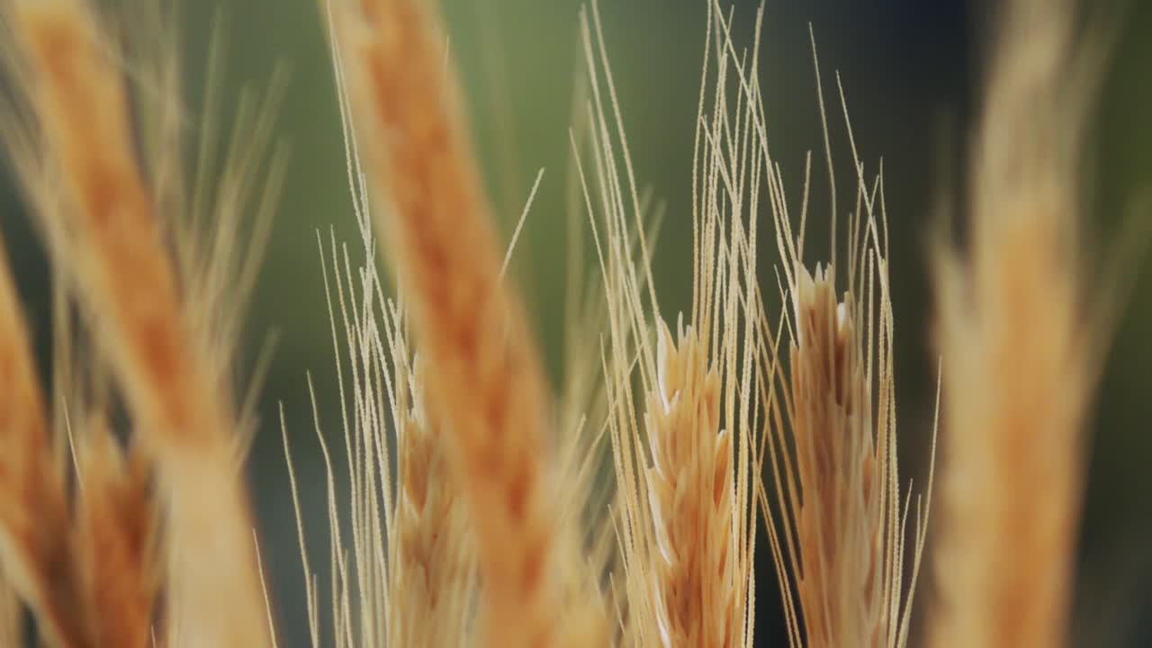 수확할 준비가 된 바람에 밀 작물의 황금 스파이크의 아름다운 샷