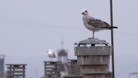 Seagulls-resting-and-grooming-on-a-rooftop-in-Barcelona,-Spain