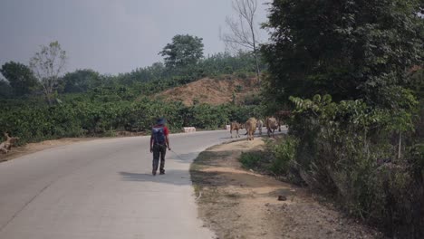 man walking on a rural road with cows