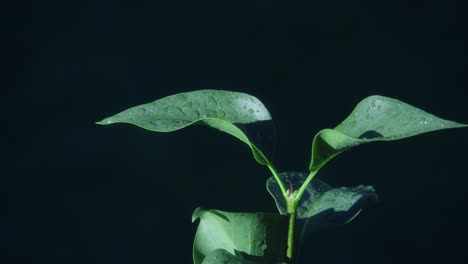 Stationary-shot-of-dark-green-leaves-reaching-towards-sun