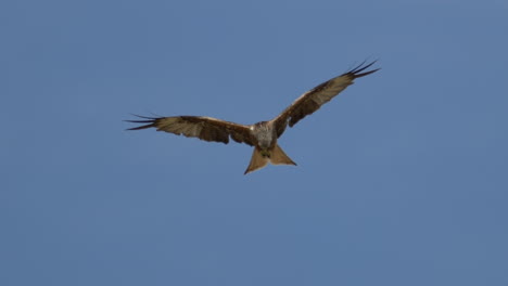 Kamerafahrt-Eines-Majestätischen-Rotmilans-Mit-Schlagenden-Flügeln,-Der-In-Der-Luft-Vor-Blauem-Himmel-Fliegt-–-Nahaufnahmen-In-Zeitlupe