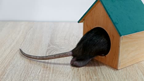 domestic gray rat in a wooden house