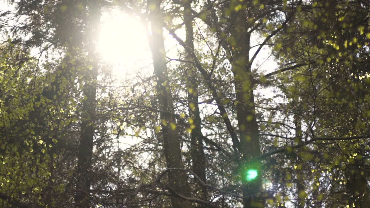 Sunlight Through Tree Leaves at Sunset