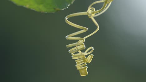 green curly twig ivy plant