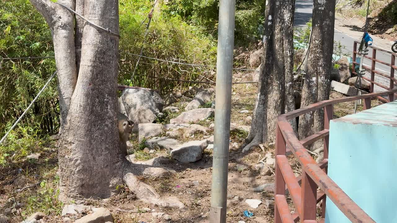 A macaque monkey moves among trees and rocks in bright daylight at a scenic viewpoint